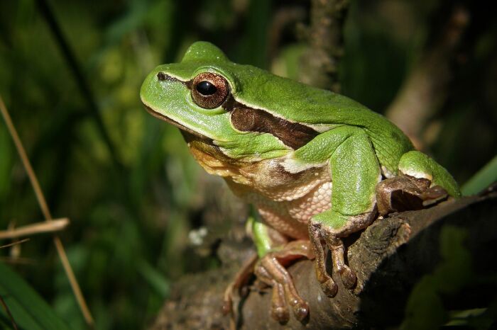 tree-frog-474949_1280.jpg Pixabay