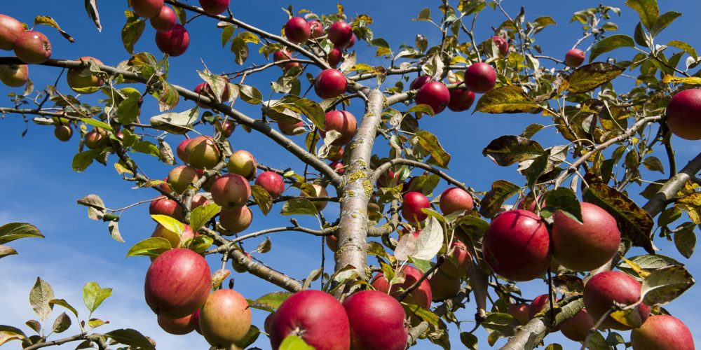 Pommes du Pays d'Othe Pommes du Pays d'Othe