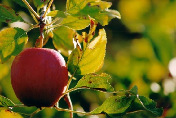 Pomme Pomme
