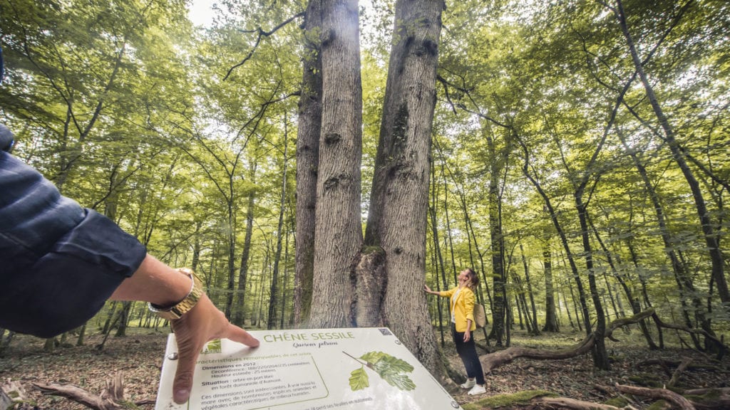 arbres-remarquables-du-pays-dOthe---Le-Bonheur-des-gens