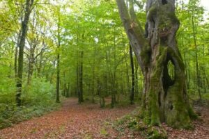 L'Arbre Cornier, arbre remarquable à Vosnon Arbre Cornier