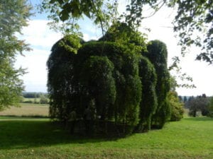 Sophora Japon Chaource