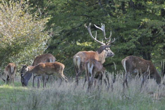 Deer - Christine Tomasson (3)