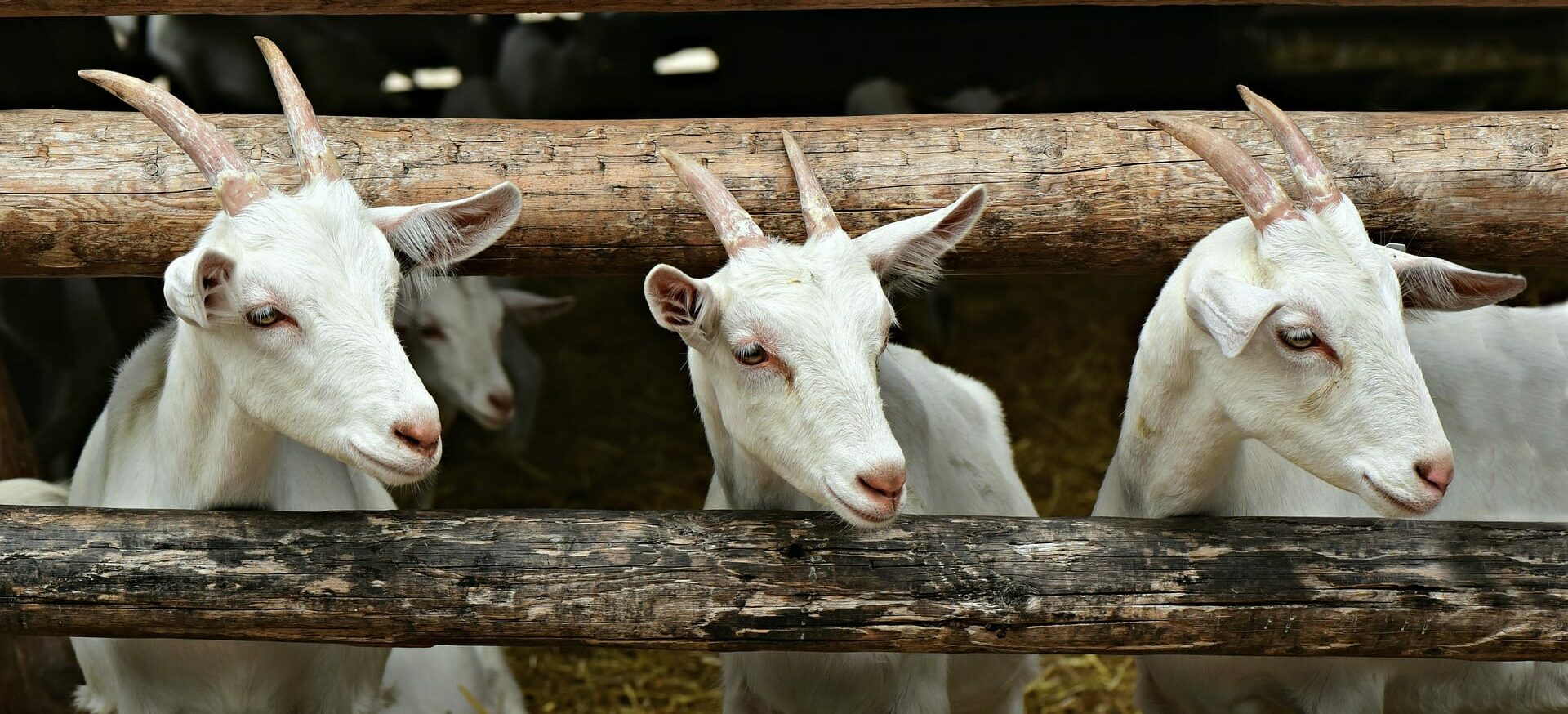 The Aube and its strange beasts Goats