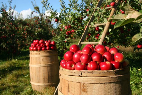Apples from the Hotte Farm