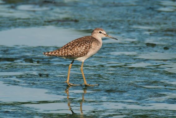 Oiseaux Migrateurx Oiseaux Migrateurs