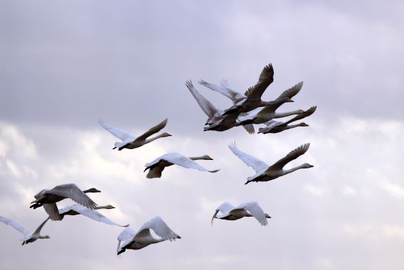 Observation oiseaux Observation oiseaux