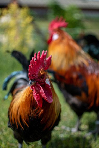 Conservatoire-du-coq-gaulois-7---©-François-Piccione-@bobinemagazine coq gaulois