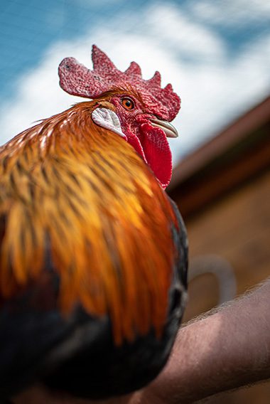 Le conservatoire du Coq Gaulois ©Bobine Magazine Le conservatoire du Coq Gaulois ©Bobine Magazine